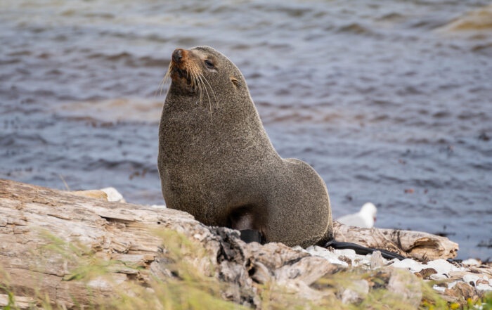 A fur seal showing off one of the Best Things to do in Kaikoura